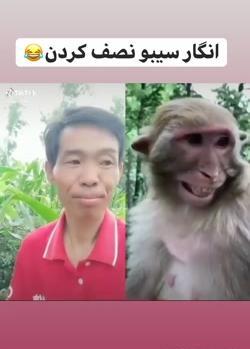 عکس میمون زشت و خنده دار