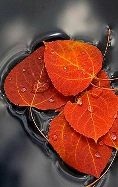 عکس برگ پاییزی و باران