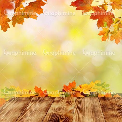 عکس برگ پاییزی برای فتوشاپ