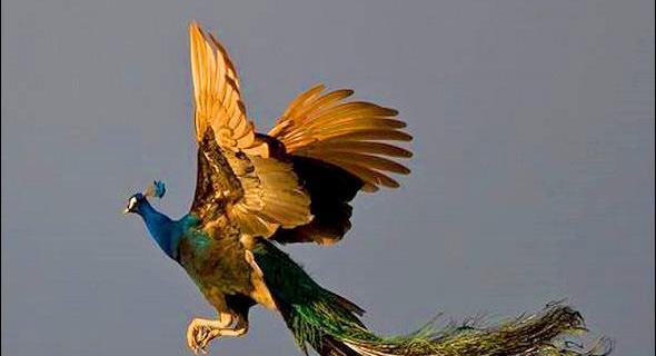 عکس پا ی طاووس