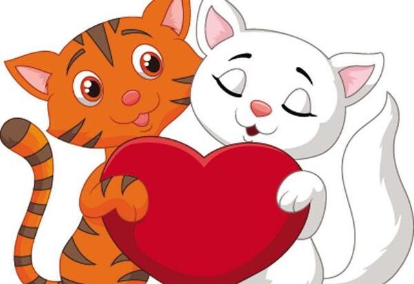 عکس قلب گربه