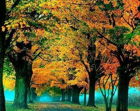 عکس پروفایل جنگل پاییزی