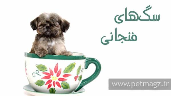 عکس سگ فنجونی همراه با قیمت
