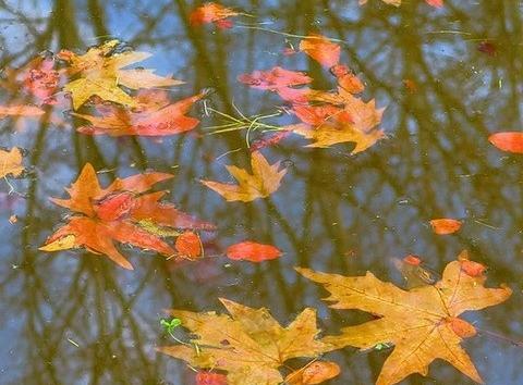 عکس پاییز صحنه