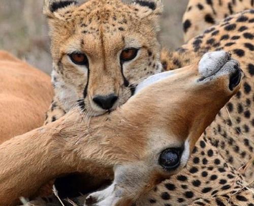 عکس دیدنی حیوانات وحشی