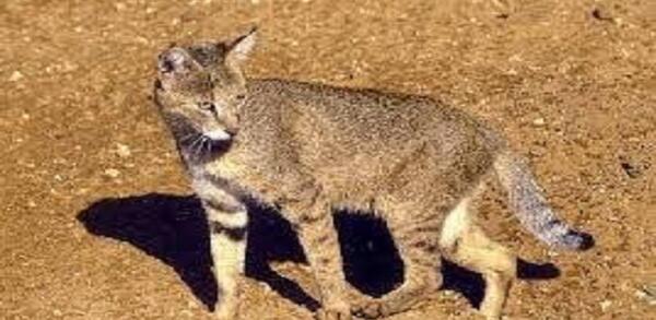 عکس گربه جنگلی