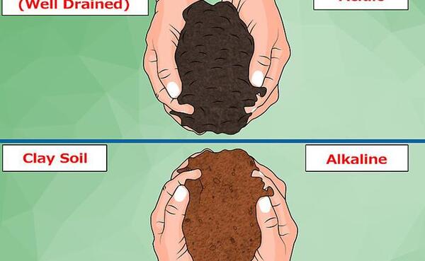 عکس خاک اسیدی