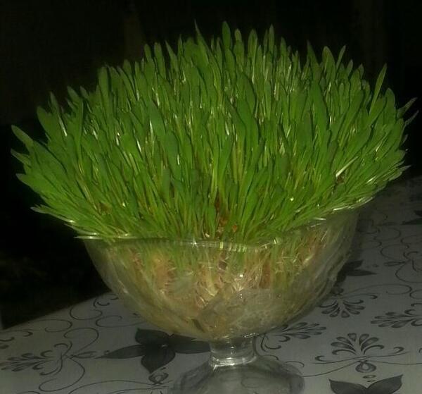 عکس عید و سبزه