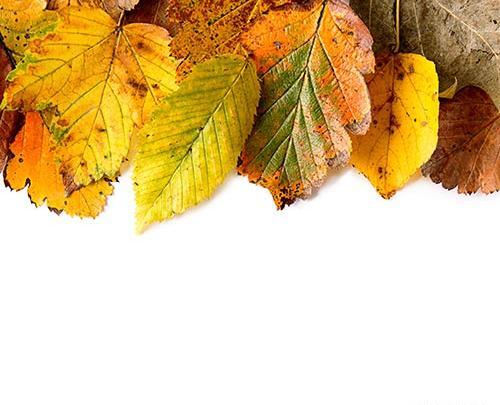 عکس برگ پاییز برای طراحی