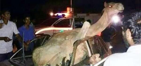 عکس یک شتر