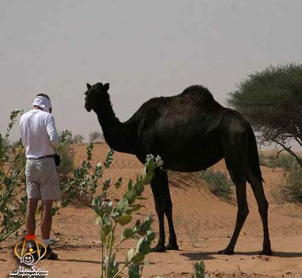 عکس یک شتر