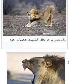 عکس شیر وحشی با متن