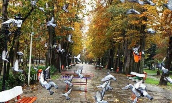 عکس پاییز رشت