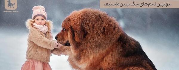 عکس سگ ماستیف تبتی