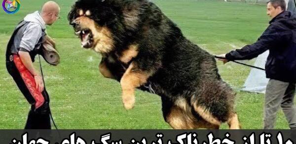 عکس سگ ماستیف تبتی