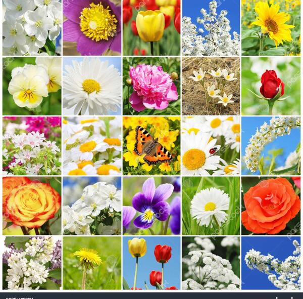 عکس گل های زیبا مختلف