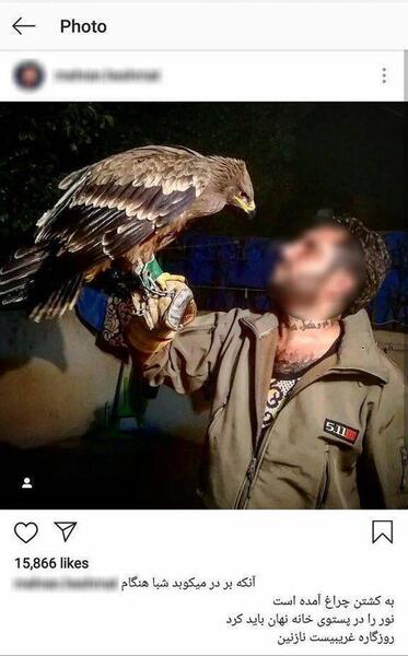 عکس عقاب در خانه