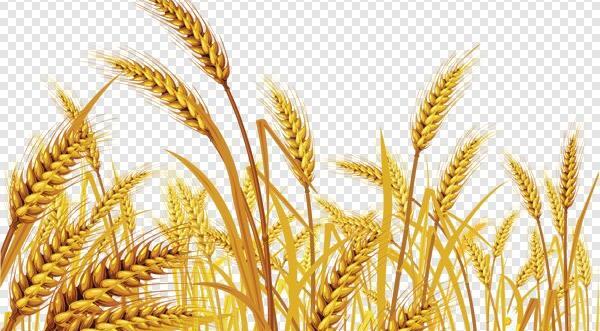 عکس گندم زار طلایی