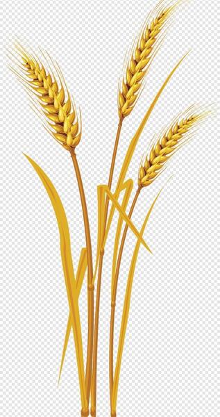 عکس گندم زار طلایی