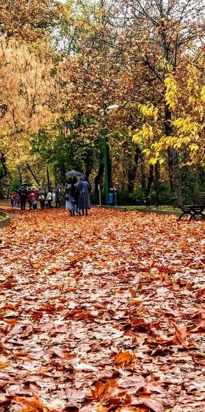عکس پاییز زیبای تهران