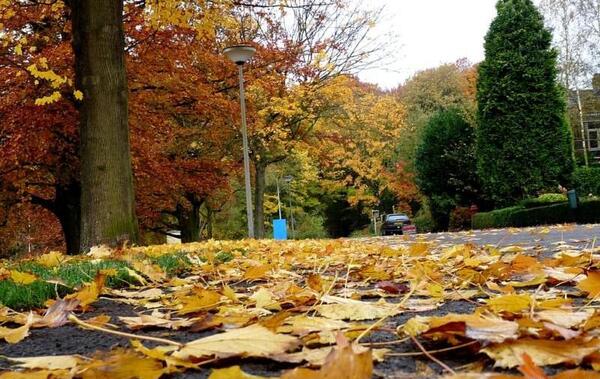 عکس پاییز زیبای تهران