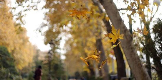 عکس پاییز زیبای تهران