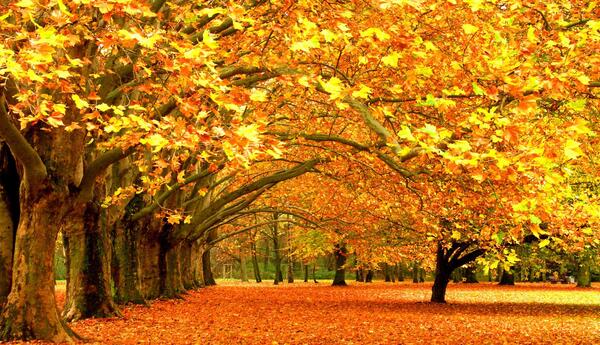 عکس پاییز سه بعدی