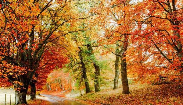 عکس پاییز سه بعدی