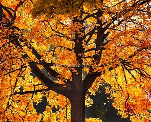 عکس پاییز سه بعدی