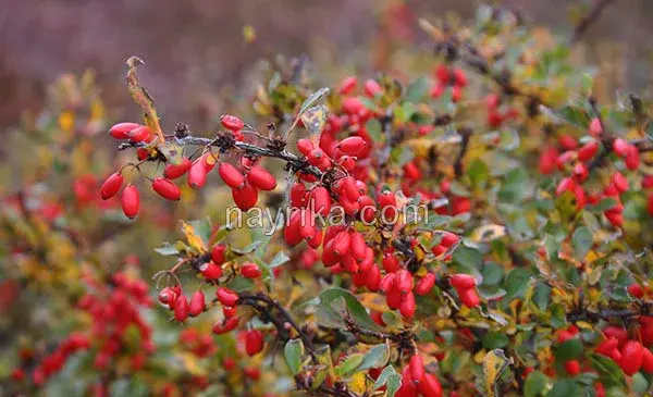 عکس گیاه زرشک
