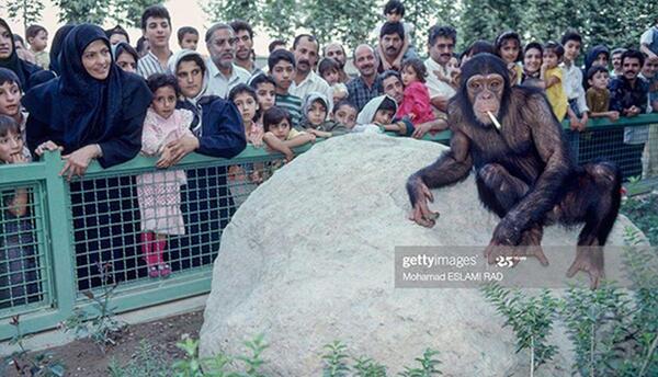 عکس میمون تهران