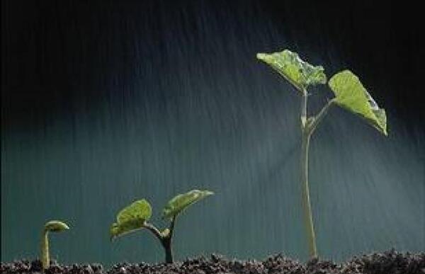 عکس کاشت لوبیا