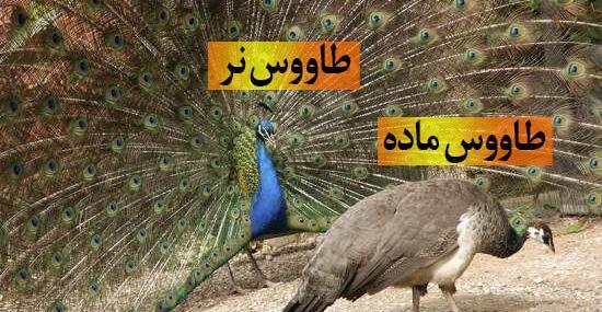 عکس غذای طاووس
