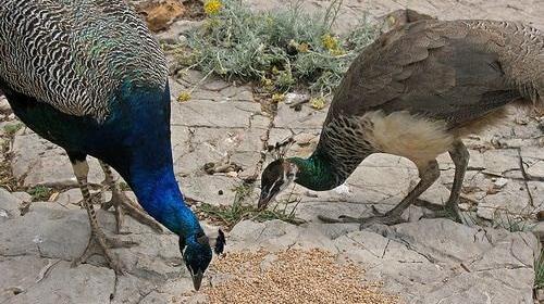 عکس غذای طاووس