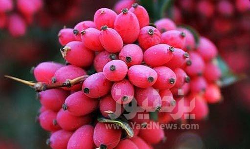 عکس و خواص زرشک