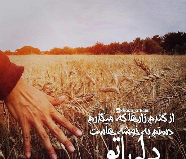 عکس نوشته گندم زار