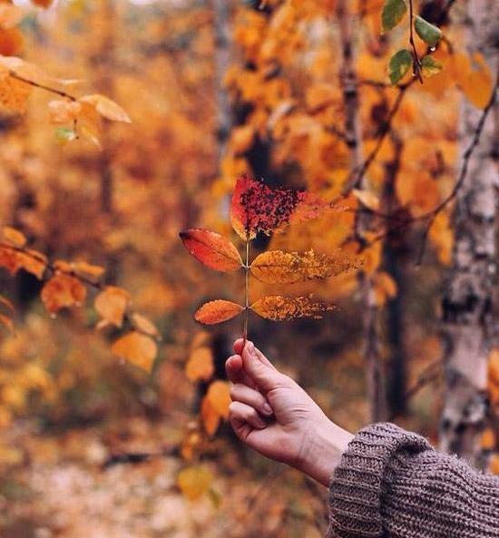 عکس برگ پاییز در دست دختر