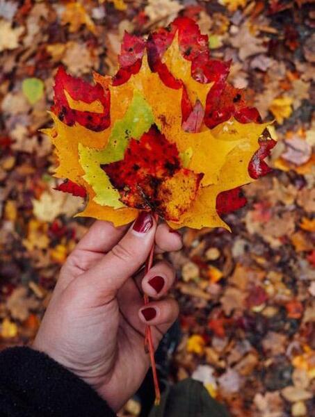 عکس برگ پاییز در دست دختر