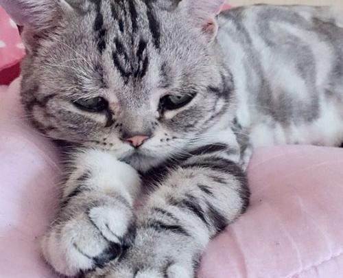عکس گربه مظلوم