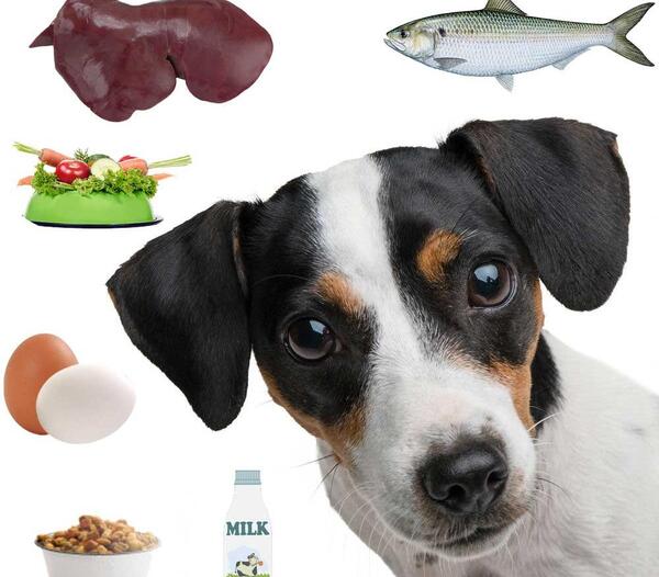 عکس غذای سگ ایرانی