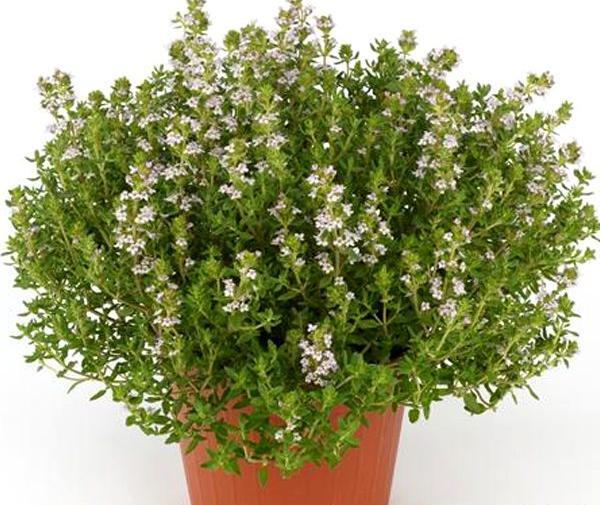 عکس گل آویشن