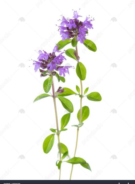 عکس گل آویشن