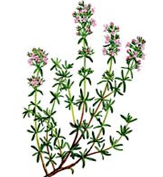 عکس گل آویشن