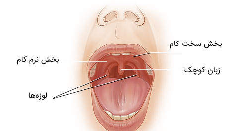 عکس داخل دهان انسان