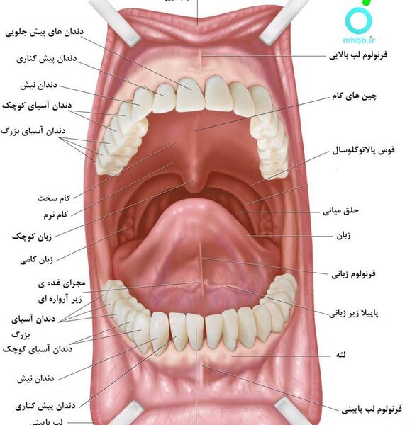 عکس داخل دهان انسان