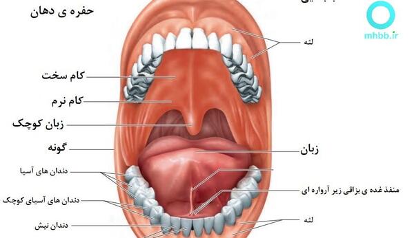 عکس داخل دهان انسان