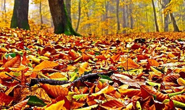 عکس پاییز جنگل شمال