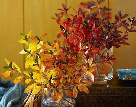 عکس حیاط پاییزی
