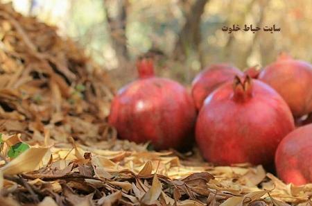 عکس حیاط پاییزی