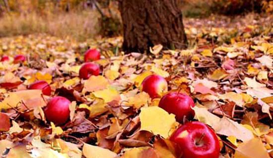 عکس حیاط پاییزی